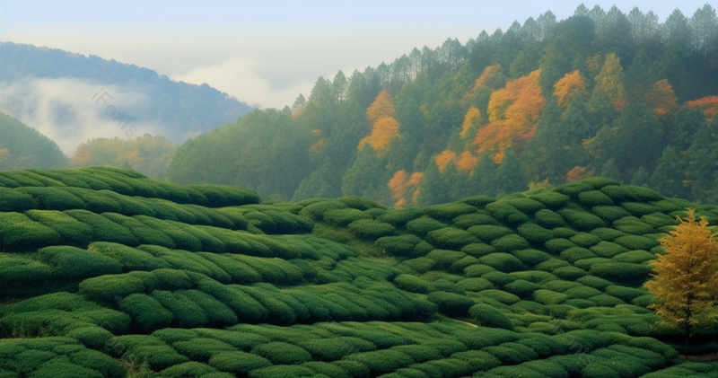 天空下秋天生态茶园成片野生茶风景摄影图,高清,摄影图,摄影图片,图片大全,摄影图免费下载